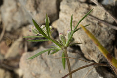 Daucus involucratus