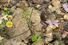 Daucus involucratus