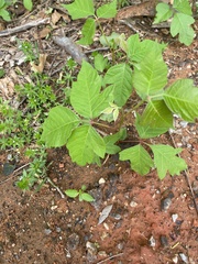 Toxicodendron radicans