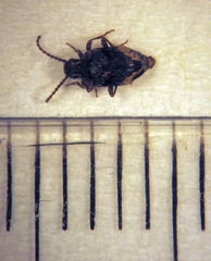 Ptinus maorianus