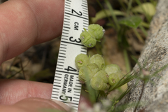 Valerianella vesicaria