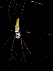 Nephila cornuta