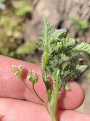 Anthriscus caucalis