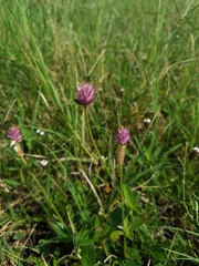Gomphrena nealleyi