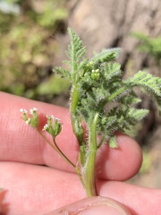 Anthriscus caucalis