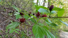 Calycanthus