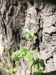 Anthriscus caucalis