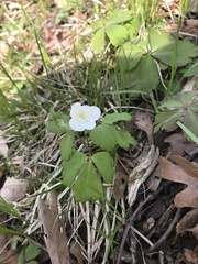 Anemonoides quinquefolia
