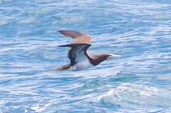 Sula leucogaster brewsteri