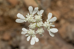 Tordylium aegaeum