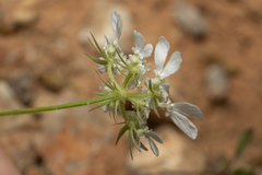 Tordylium aegaeum