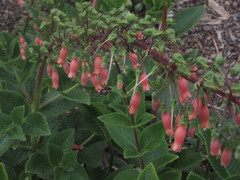 Russelia equisetiformis