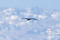 Sula leucogaster brewsteri