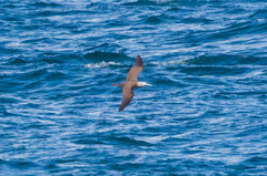 Sula leucogaster brewsteri