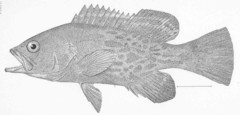 Broomtail Grouper photo 3