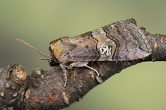 Tethea ocularis