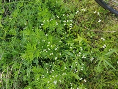 Chaerophyllum tainturieri