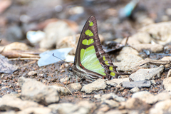 Graphium cloanthus