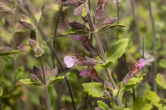 Teucrium divaricatum