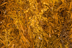 Sargassum palmeri