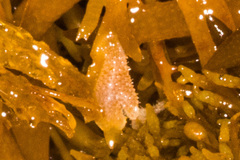 Jellyella tuberculata