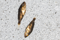 Sebastes semicinctus