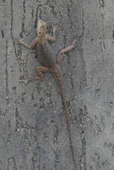 Agama picticauda