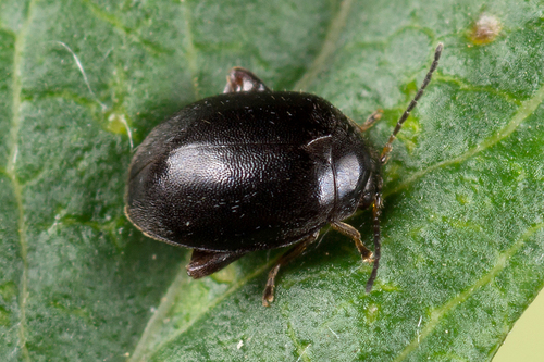 Scirtes hemisphaericus, photo 2 of 10