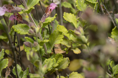 Teucrium divaricatum
