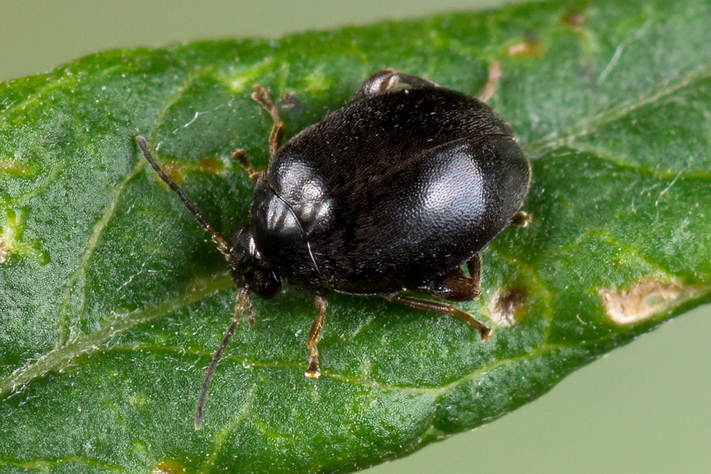 Scirtes hemisphaericus