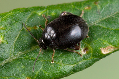 Scirtes hemisphaericus