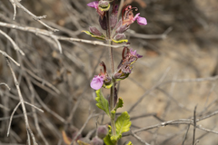Teucrium divaricatum
