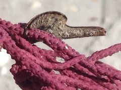 Pteria colymbus