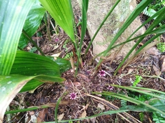 Aspidistra attenuata