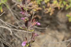 Teucrium divaricatum