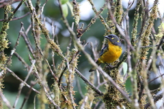 Anisognathus lacrymosus