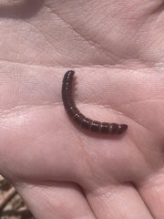 Tenebrio obscurus
