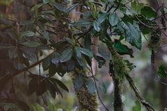 Chlorornis riefferii