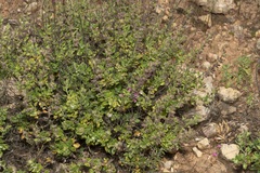 Teucrium divaricatum