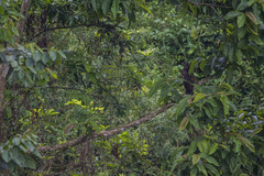 Buteogallus solitarius