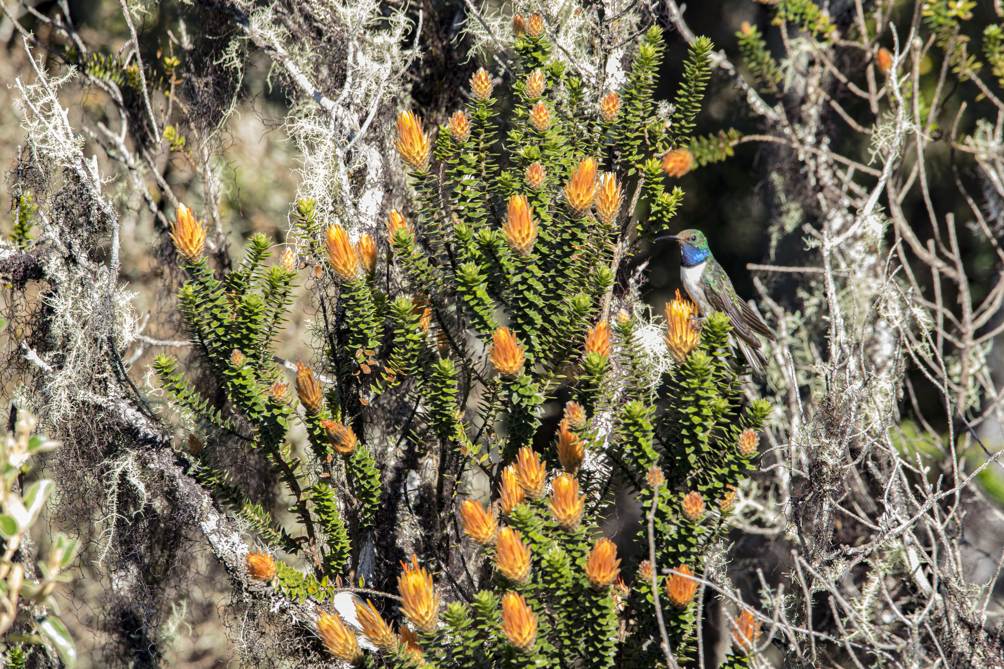 Oreotrochilus cyanolaemus image