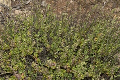 Teucrium divaricatum