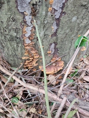 Fungi