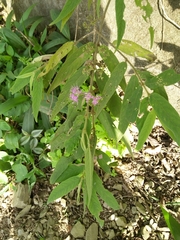 Callicarpa pilosissima