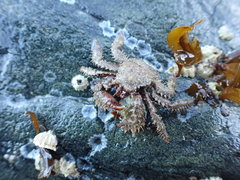 Hapalogaster mertensii
