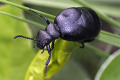 Meloe brevicollis