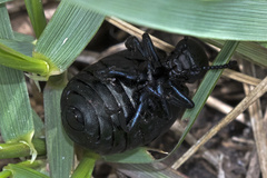 Meloe brevicollis