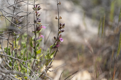 Teucrium divaricatum