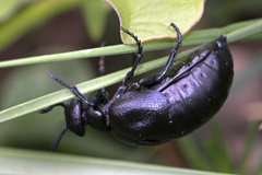 Meloe brevicollis