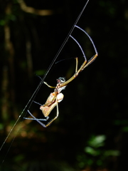 Nephila cornuta